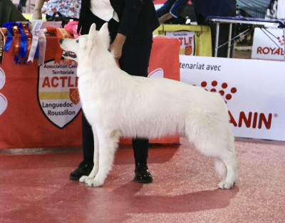 Étalon Berger Blanc Suisse - BELLATORES AUREI OCEAN DREAM Des Bergers Du Lautrecois