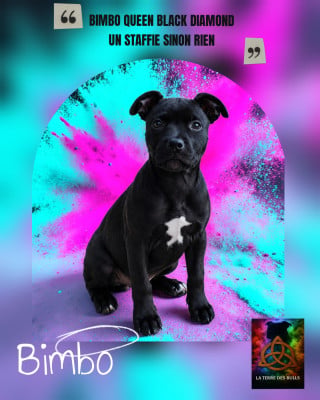 Étalon Staffordshire Bull Terrier - Bimbo queen Black diamond Un Staffie Sinon Rien