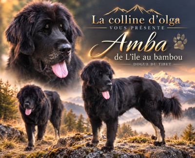Étalon Dogue du Tibet - Amba De L'île Aux Bambous