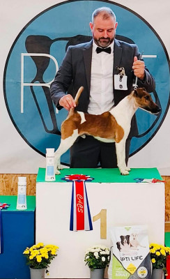 Étalon Fox Terrier Poil lisse - CH. tamedale nemesis