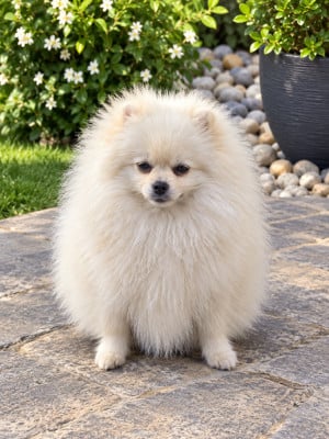 Étalon Spitz allemand - Chansy Amouage