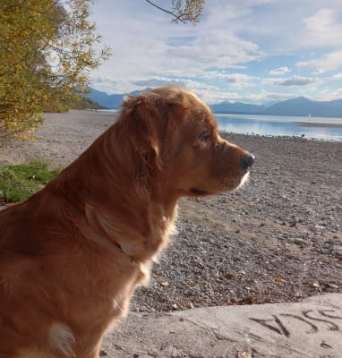 Étalon Golden Retriever - Une Jolie Pitchounette  Du Vivier Au Bois