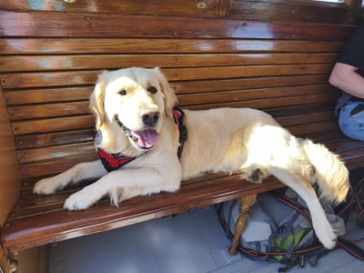 Étalon Golden Retriever - Umi goldamour