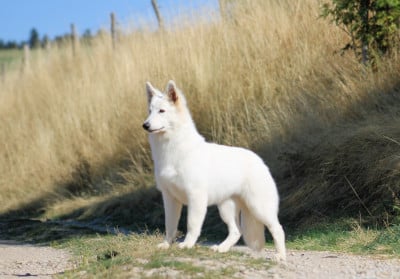 Étalon Berger Blanc Suisse - Be my sunshine Of Hypnotik Dream 
