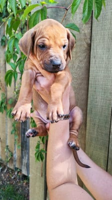 Étalon Rhodesian Ridgeback - Madame bleue - BONIE 