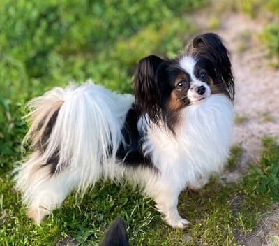 Étalon Epagneul nain Continental (Papillon) - Sparkling Stardust Teeny Lively Princess
