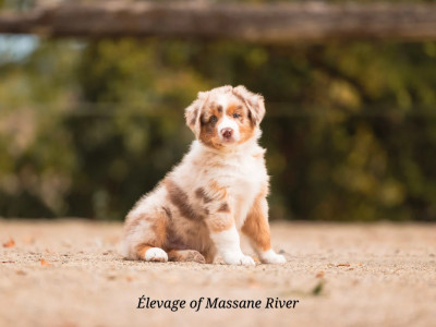 Étalon Berger Australien - BOKEH Pixel Perfect of Massane River