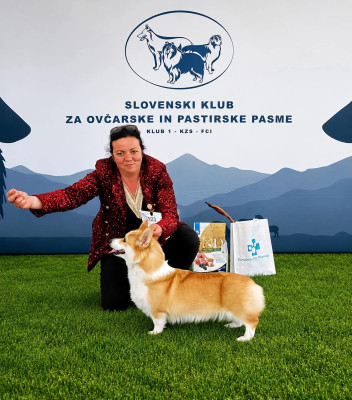 Étalon Welsh Corgi Pembroke - CH. Vignette Of Pacific Spirit