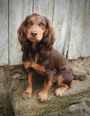 Étalon Cocker Spaniel Anglais - curlianne Lakota legends