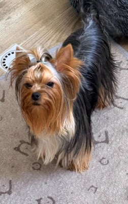 Étalon Yorkshire Terrier - Vénus Issu Des Plus Beaux Joyaux