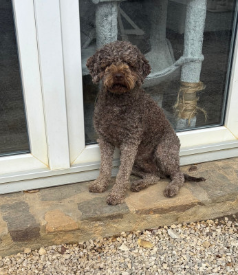 Étalon Lagotto Romagnolo - VAHIA (Sans Affixe)