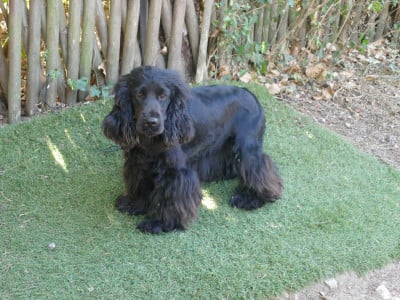 Étalon Cocker Spaniel Anglais - AURORA du domaine de Std Gladyce