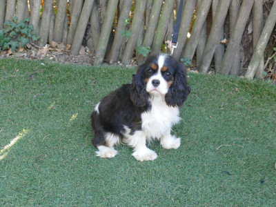 Étalon Cavalier King Charles Spaniel - AZAELLE DITE ANASTASIA Du Temps Des Amazones