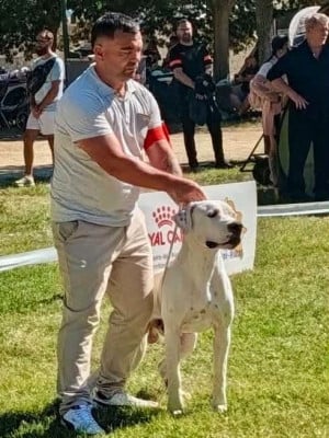 Étalon Dogo Argentino - BUD  du domaine de Giulaxe