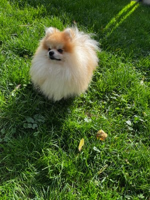 Étalon Spitz allemand - polar secrets Ghost dit Casper