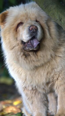 Étalon Chow Chow - Umy Jolie Just A Memory
