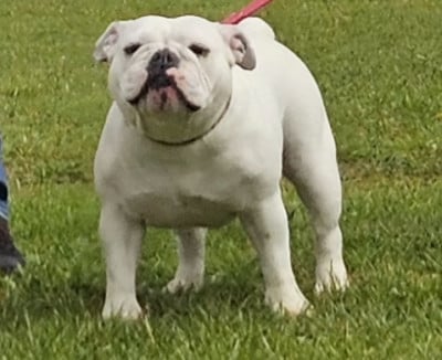 Étalon Bulldog Anglais - Upsylone  The Bull's Of Sweetness Marchal