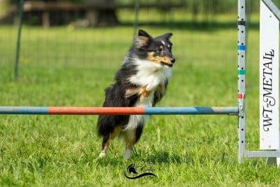 Étalon Shetland Sheepdog - Uriela de l'Angelarde