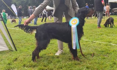 Étalon Setter Gordon - Vla la crapule Du Domaine De Phoebapooros