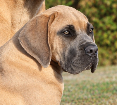 Étalon Cane Corso - Balthazar du temple de jade