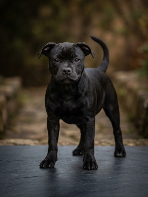 Étalon Staffordshire Bull Terrier - Eminence and Class Betty boop