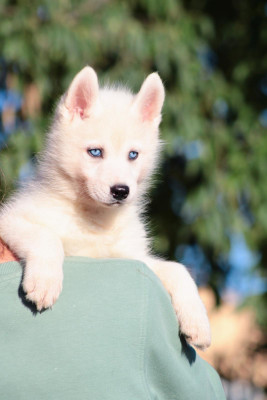 Étalon Siberian Husky - Bloom Of Masadora