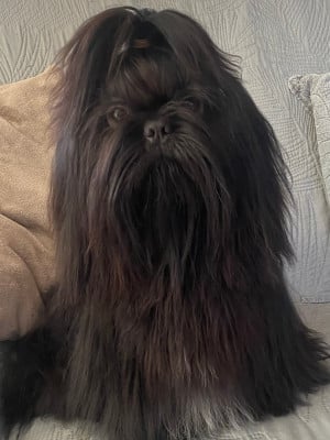 Étalon Shih Tzu - Arès Du Chemin Des Petits Clos