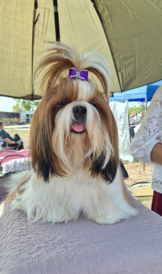 Étalon Shih Tzu - Ally Sun Shine des pommiers du pays d othe