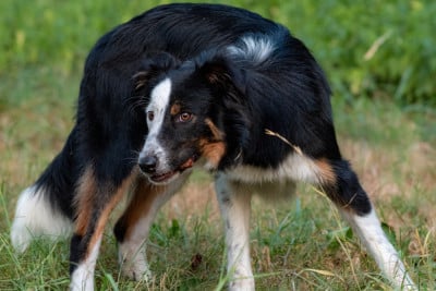 Étalon Border Collie - Mingi Des Dunes De Gascogne