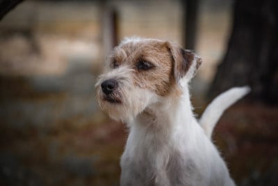 Étalon Parson Russell Terrier - Alter Ego Nunca Sem Quereis