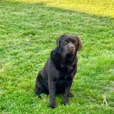 Étalon Labrador Retriever - VAHO BROWN  De Silver Swann