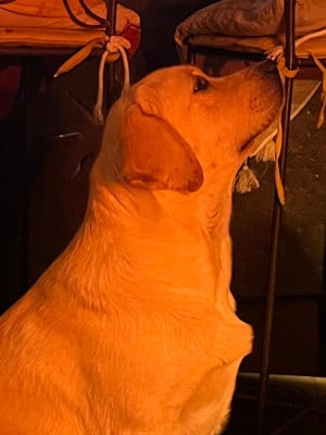 Étalon Labrador Retriever - ATALIA SAND  De Silver Swann