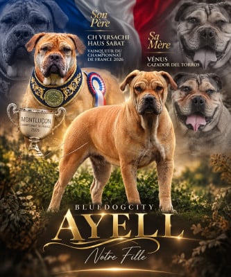 Étalon Dogue de Majorque - Ayell de bluedogcity