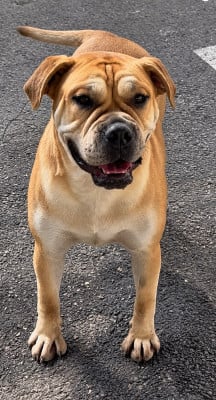 Étalon Dogue de Majorque - Dogolaxbull Kaleishy