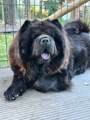 Étalon Chow Chow - Famous Dream À Themis