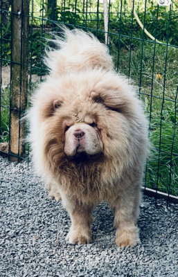 Étalon Chow Chow - Slow (Sans Affixe)
