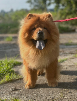 Étalon Chow Chow - Rudolph shen te chows