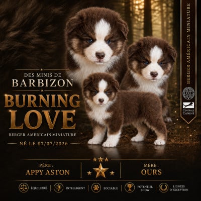 Étalon Berger Américain Miniature  - Burning love Les Minis De Barbizon