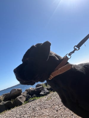 Étalon Cane Corso - Vendetta Du Mas Des Origines