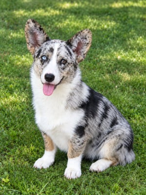 Étalon Welsh Corgi Cardigan - gift of luck FRIDA