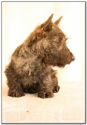 Étalon Scottish Terrier - Boo du Clan des Petits Colonels 
