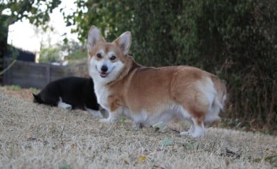 Étalon Welsh Corgi Pembroke - Aïda  du clan des chaumes