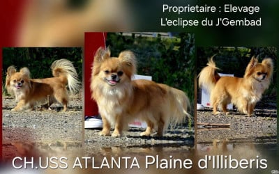CH. Atlanta des plaines d'illiberis De L'eclipse Du J'gembad