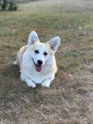 Étalon Welsh Corgi Pembroke - Vaya des grès de malleville Des Terres Du Finistère
