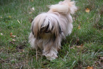 Étalon Shih Tzu - Vogue De la légende d’Hatchi