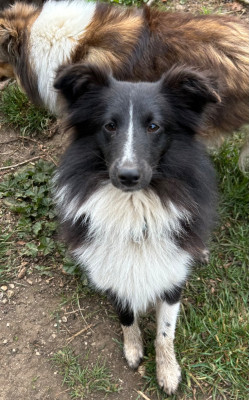 Étalon Shetland Sheepdog - Volte face des pierres de jade