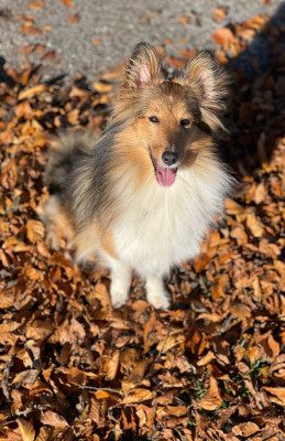Étalon Shetland Sheepdog - Urricane infinity gold Of Legendary Madness