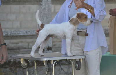 Étalon Parson Russell Terrier - CH. AMIRAL De La Grange Du Moulin