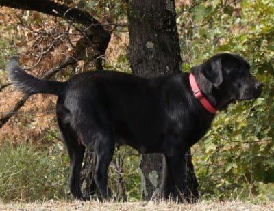 Étalon Labrador Retriever - Vickie Des Assards De Pierregourde