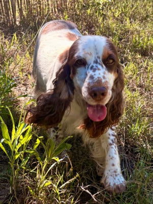 Étalon Cocker Spaniel Anglais - Vady Des chenes du nid douillet